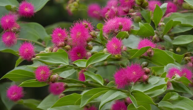 Photo une plante aux fleurs roses et aux feuilles vertes