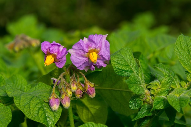 Photo une plante aux fleurs violettes et au centre jaune