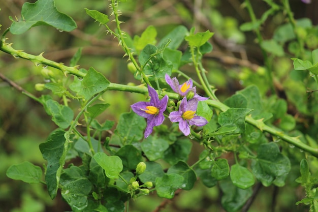 Photo une plante aux fleurs violettes et aux feuilles vertes avec un centre jaune.
