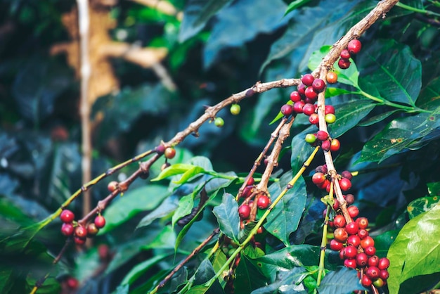 Plante de baies de grains de café rouges mûres croissance de caféier de graines fraîches dans une ferme écologique verte