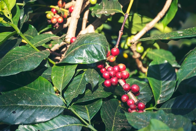 Plante de baies de grains de café rouges mûres croissance de caféier de graines fraîches dans une ferme écologique verte
