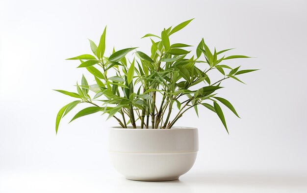 Plante de bambou sur un fond blanc