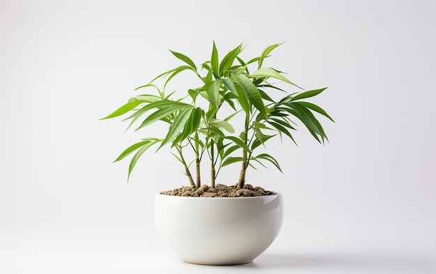 Plante de bambou sur un fond blanc