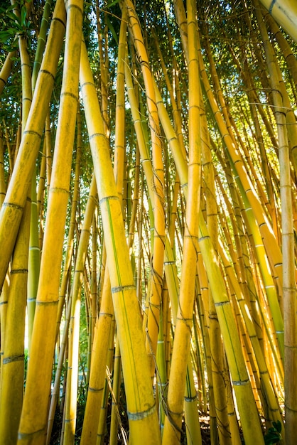 Photo plante de bambou de fond de la nature de la forêt de bambou