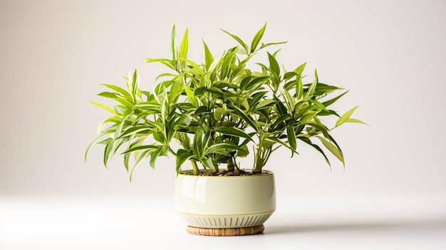 Plante de bambou sur un pot sur fond blanc