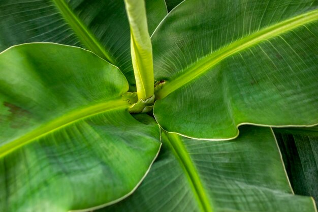 Plante de banane en gros plan