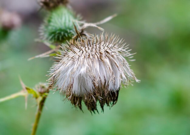 plante de bardane