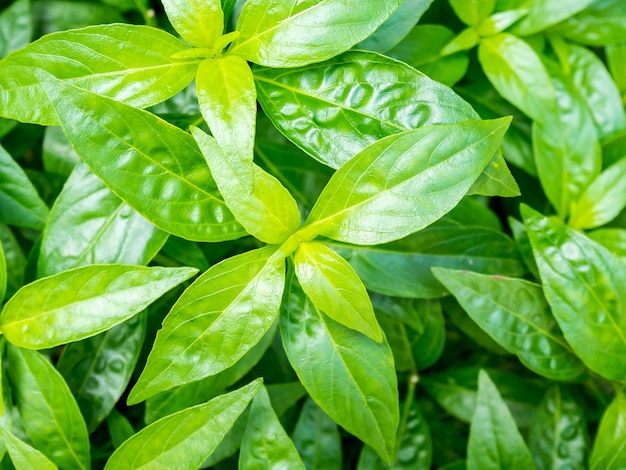 Plante à base de plantes fraîches