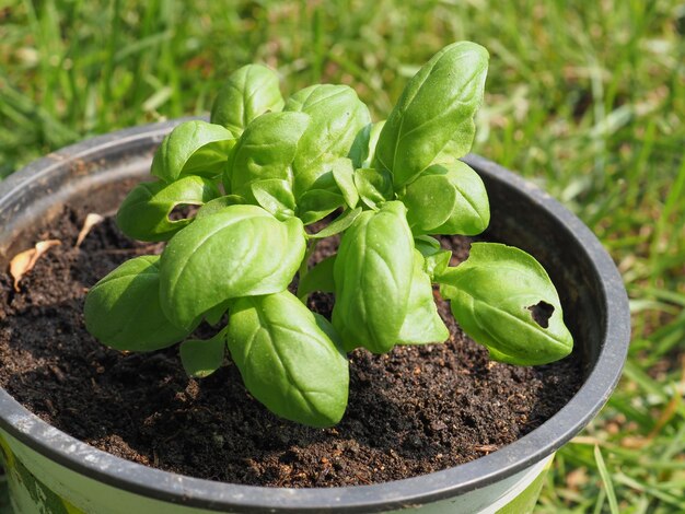 Plante de Basilic Basilicum dans un pot