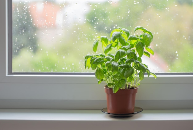 Plante de basilic en pot sur le rebord de la fenêtre