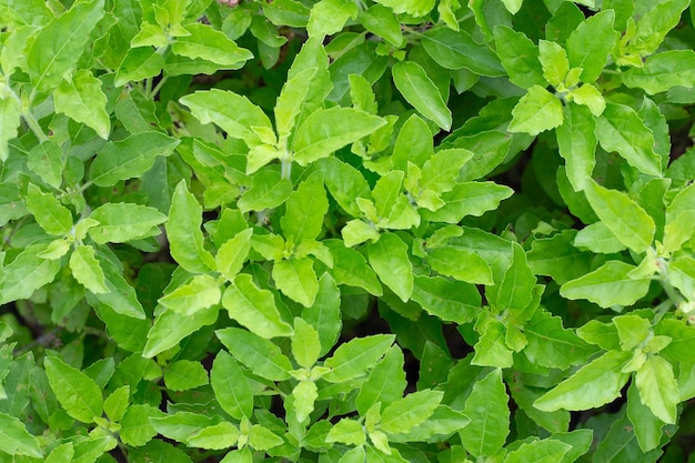 Plante de basilic sacré dans le jardin