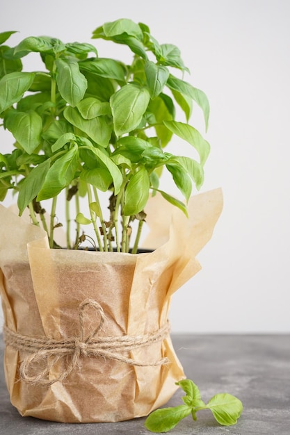 Plante de basilic vert frais en pot sur fond gris agrandi verticalement