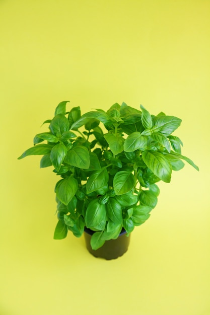 Plante de basilic vert frais en pot noir sur fond jaune