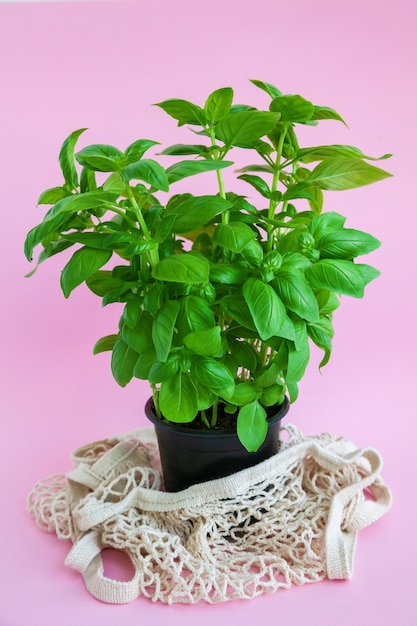 Plante de basilic vert frais en pot noir avec un sac de ficelle