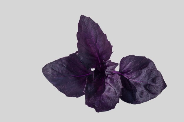 La plante de basilic violet bio frais laisse des aliments biologiques naturels de jardin vert isolés