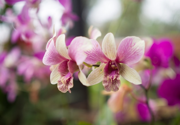 Plante avec de belles fleurs mauves