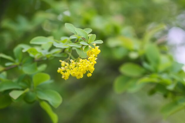 Plante de Berberis vulgaris dans le parc d'été