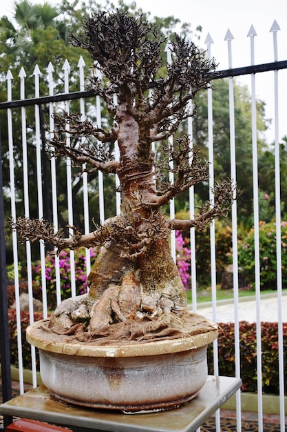 Une plante de bonsai