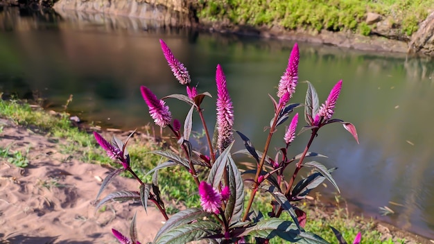 La plante Boroco ou Celosia argentea est une plante herbacée originaire des tropiques