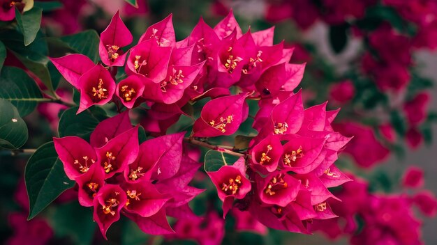 Plante de bougainvillea glabra