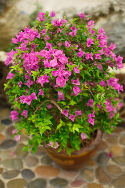 La plante de bougainvillier pousse dans des pots dans un parc