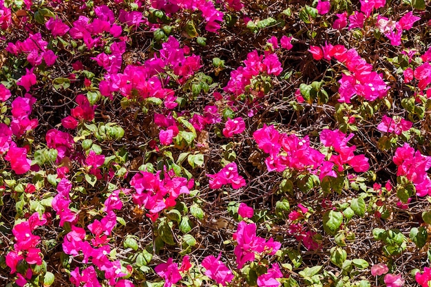 Plante de bougainvilliers en fleurs poussant dans le jardin