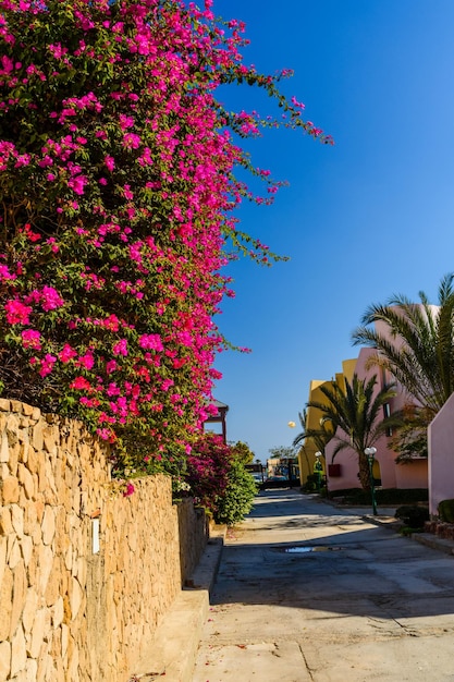 Plante de bougainvilliers en fleurs poussant dans le jardin