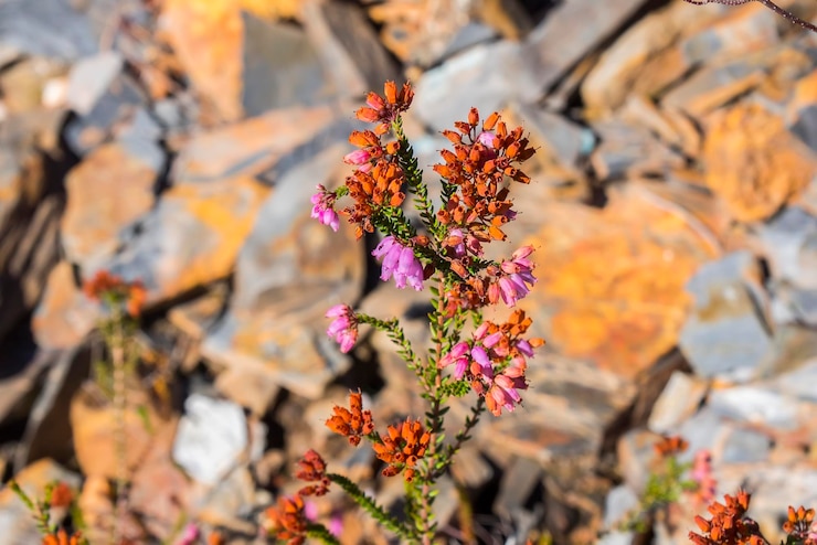 Photo plante de bruyère en fleurs en automne