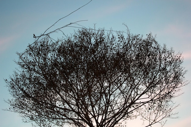 Plante de buisson d'épine vers le ciel bleu