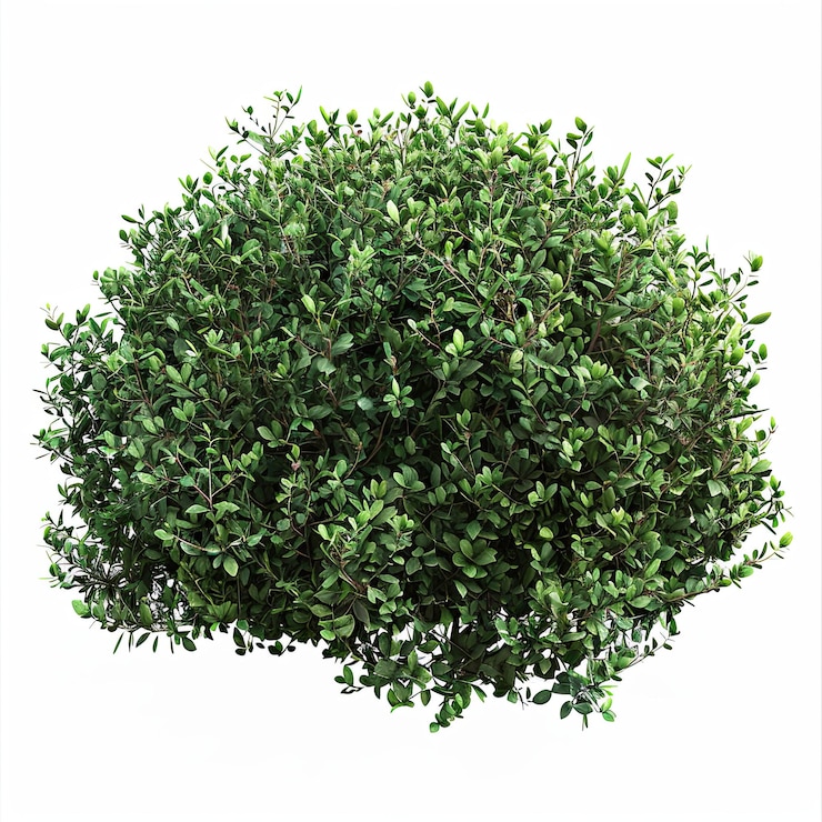 Photo plante de buisson sur un fond blanc