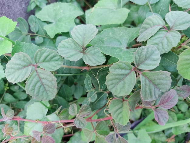 Une plante bushkiller avec des feuilles vertes et des feuilles rouges