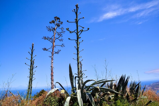 La plante de cactus à l'âge avancé fleurit