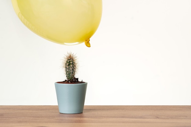 Plante de cactus et ballon flottant avec espace de copie