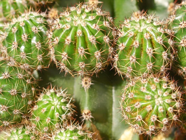 Plante de cactus Cactacées