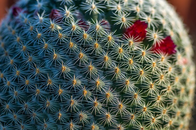 Plante de cactus dans le parc