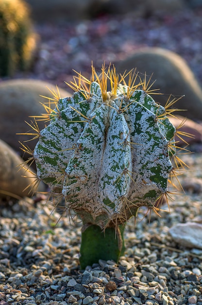 Plante de cactus dans le parc