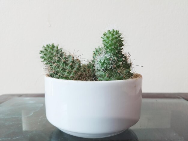 Plante de cactus dans le pot à la maison