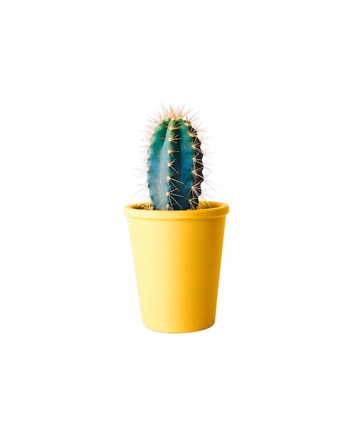 Plante de cactus avec pot jaune