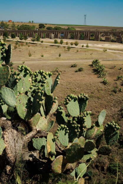 Photo une plante de cactus