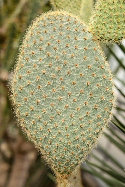 Plante de cactus