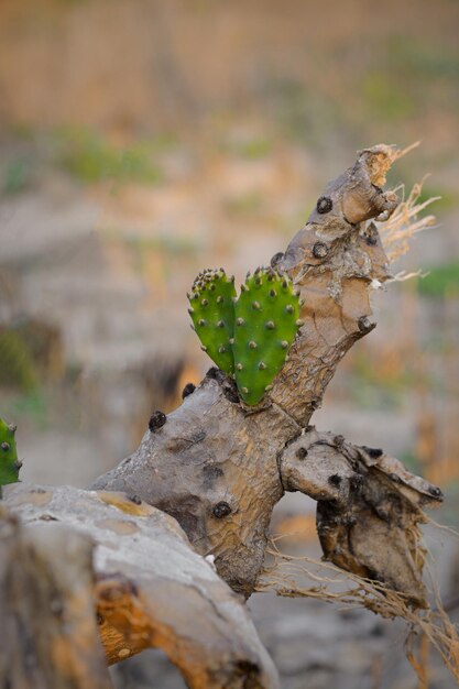 Plante de cactus