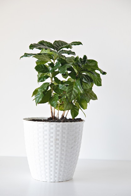 plante de café vert sur fond blanc intérieur