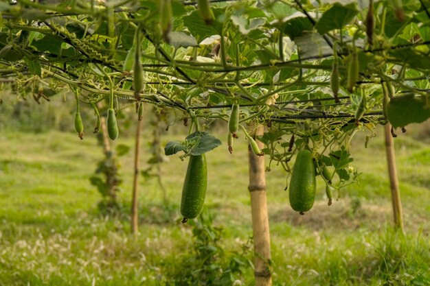 Plante de calebasse