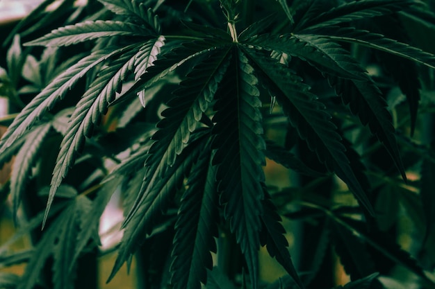 Plante de cannabis bouchent les feuilles vert foncé
