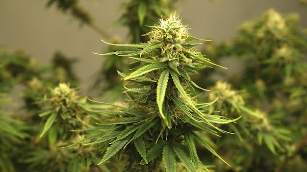 Plante de cannabis dans une ferme de cannabis curatif pour produit de cannabis médical