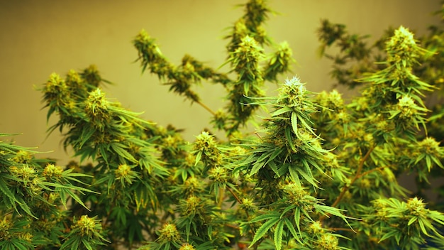 Plante de cannabis dans une ferme de mauvaises herbes de cannabis curatif pour un produit de cannabis médical