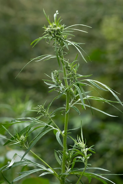 Plante de cannabis à l'état sauvage pendant la saison de croissance. Lumière douce.