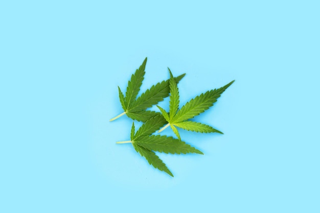 Plante de cannabis Feuilles vertes fraîches sur fond bleu