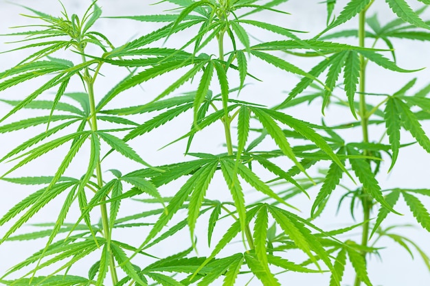 plante de cannabis sur fond blanc, jeune plante de cannabis saine isolée sur fond blanc.