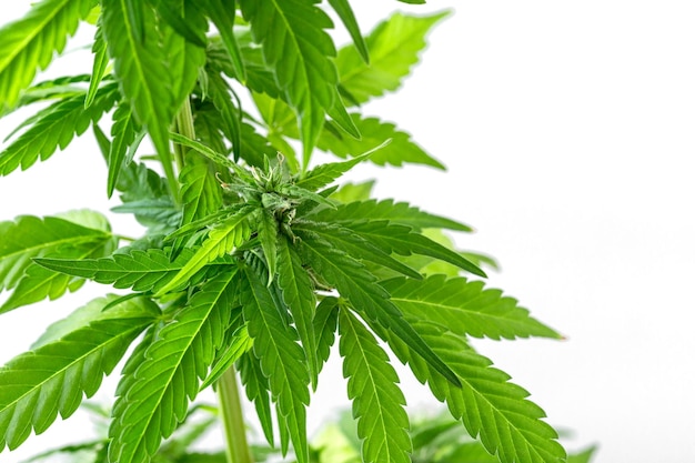 plante de cannabis sur fond blanc